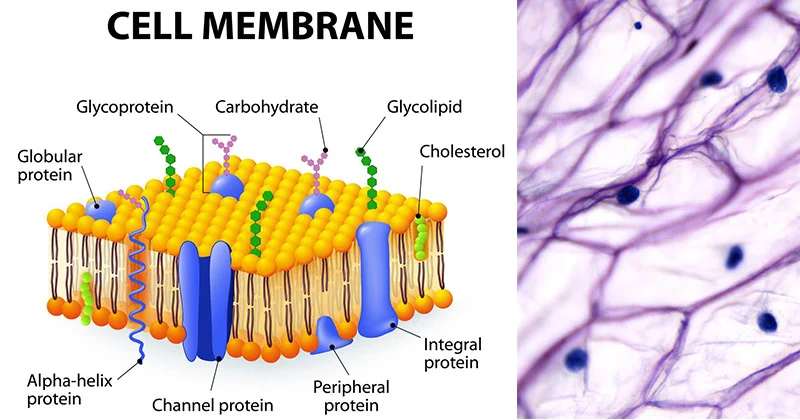 Membran Plasma