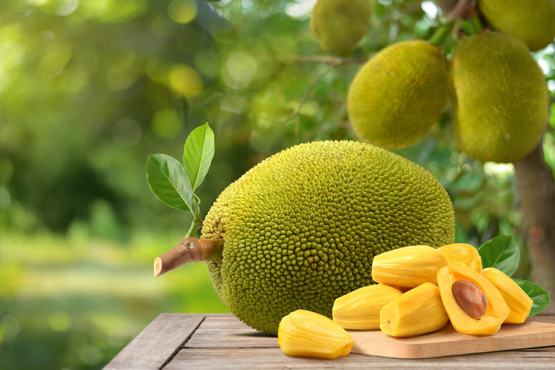 Jackfruit