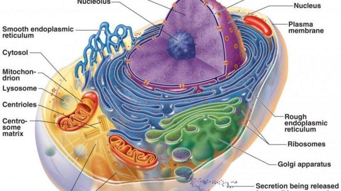 Biologi Sel: Proses Pembelahan Sel dan Perannya dalam Pertumbuhan
