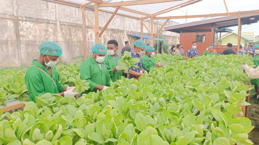 Belajar Hidroponik Otodidak: Dari Botol Bekas ke Panen Melimpah