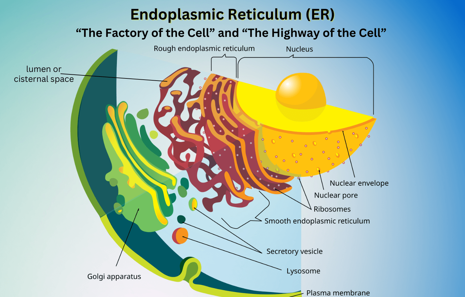 Retikulum Endoplasma