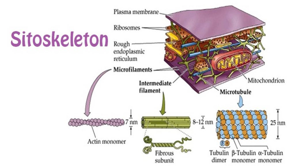 Sitoskeleton