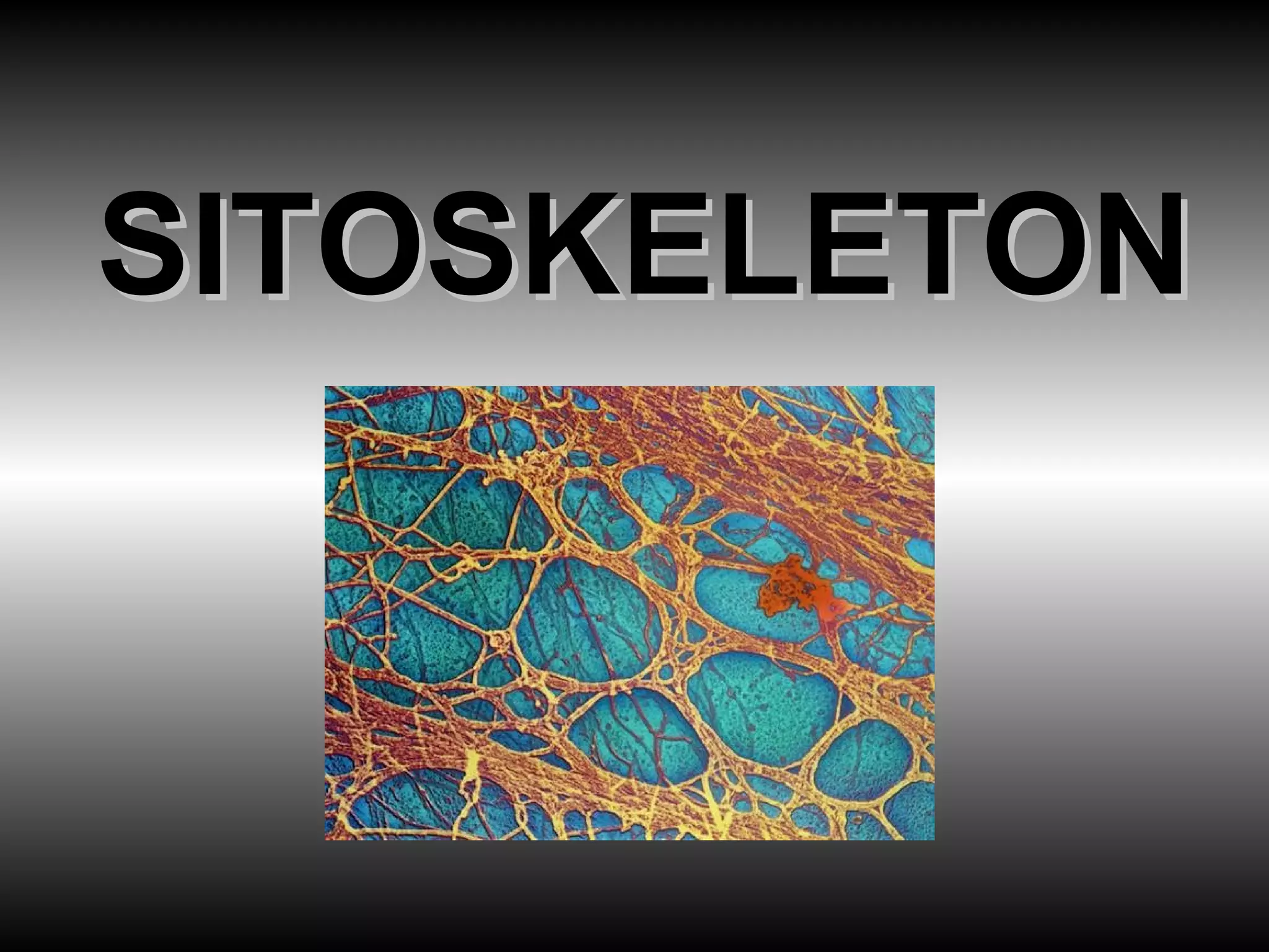 Sitoskeleton