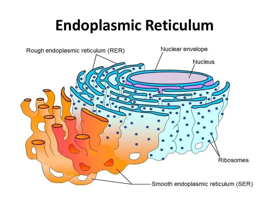 Retikulum Endoplasma