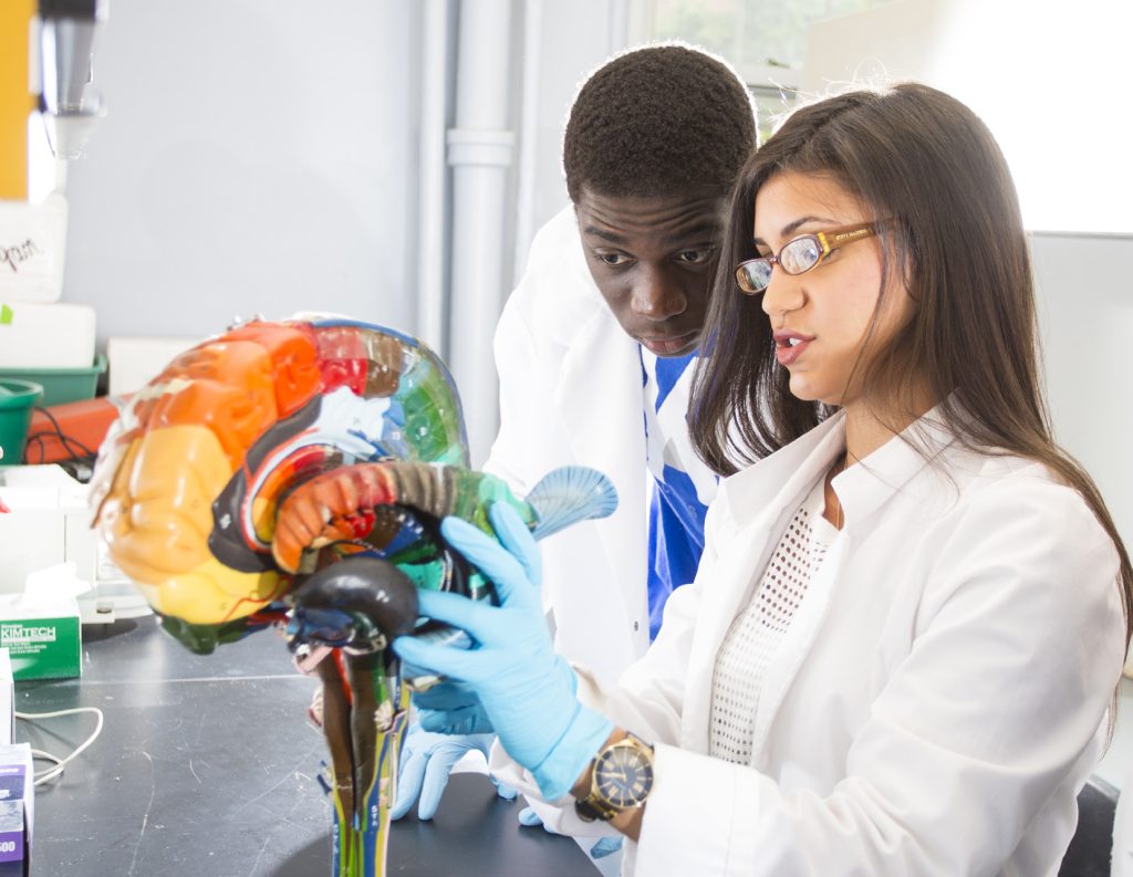 Neuroscience Discoveries