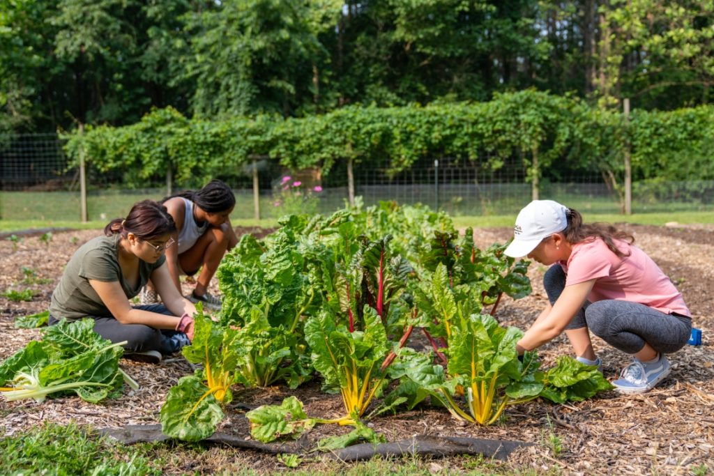 Campus Gardens